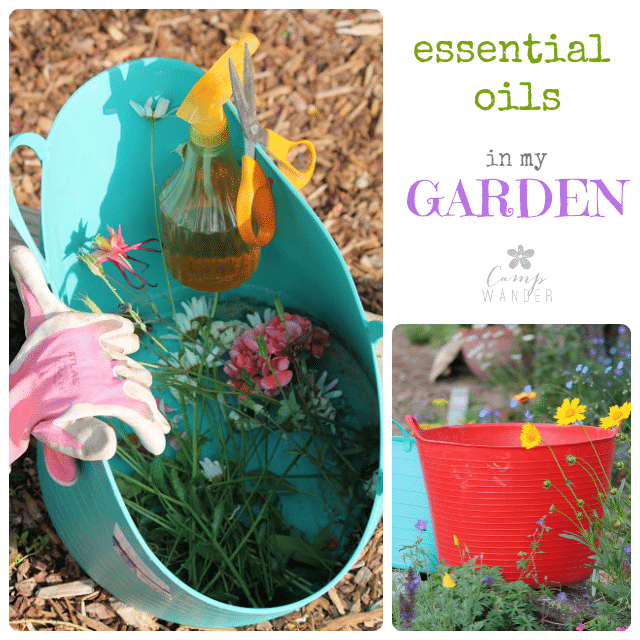 Essential Oils for the Potting Bench