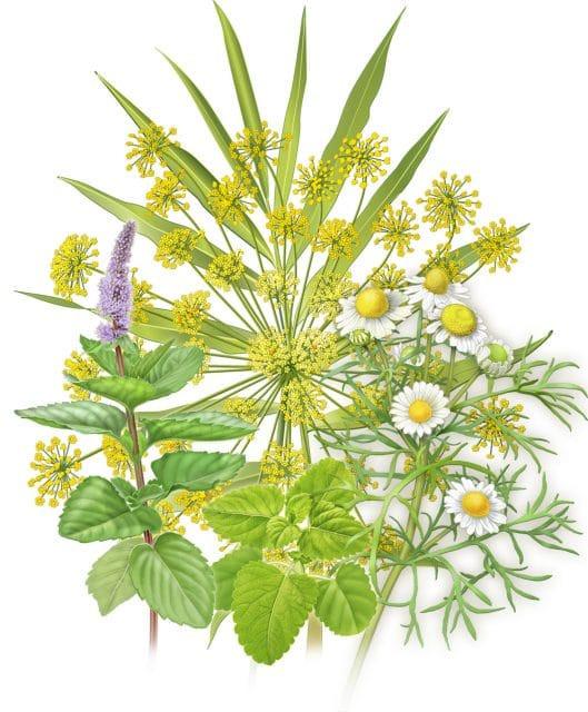 Herpes Simplex Relief