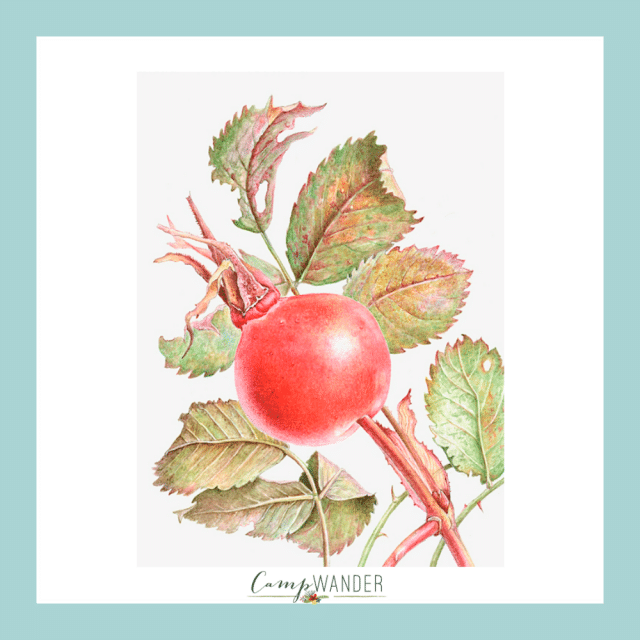 Ultimate Oil Cleansing Blend for Tired Skin