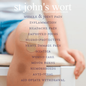 St John's Wort Essential Oil Trauma Salve