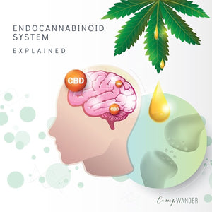 endocannabinoid 