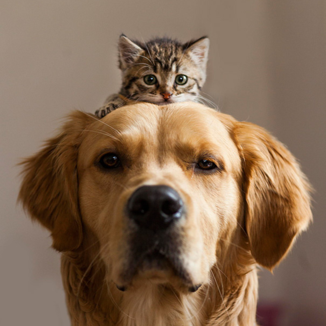 Tick Protocol Safe For Dogs or Cats