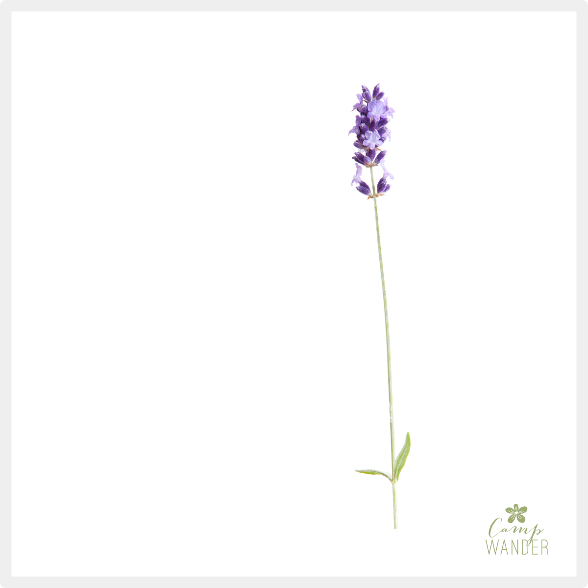 New to Essential Oils? Start Here.