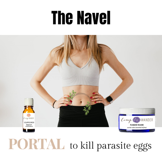 🌿 Clove Essential Oil — The Cycle Breaker