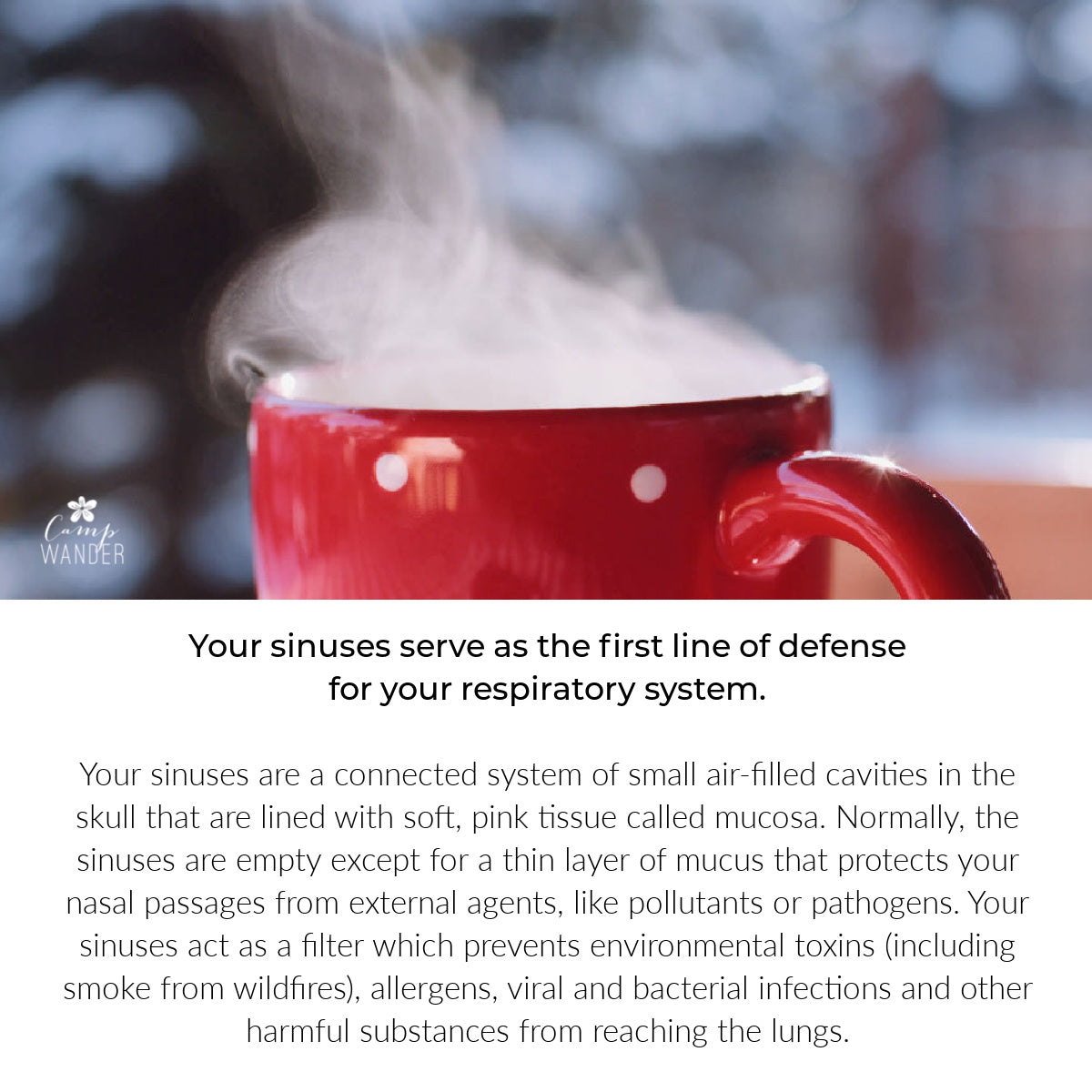 Why Sinuses Are Your First Line of Defense